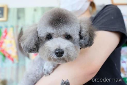 成約済の滋賀県のトイプードル-202403の7枚目